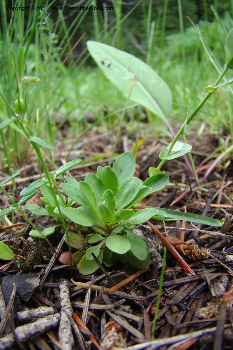Thlaspi fendleri, C. Davidson 11425--Idaho. Adams Co. Smokey Boulder Rd. 6 June 2009. 125.jpg
