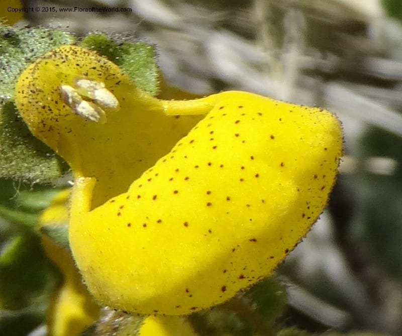 Calceolaria corymbosa, Davidson, C 12792--Chile. Ruta 115, to Laguna del Maule. 24 Nov 2014. DSC07486 (436).JPG