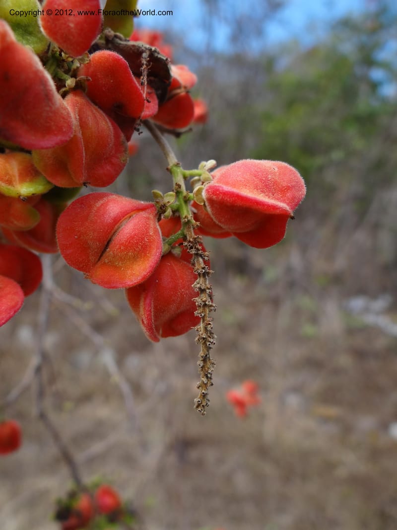 Paullinia, M. Martinez-Melendez 435--Mexico. Chiapas. Las Minas. 18 Feb 2012.  (47).JPG