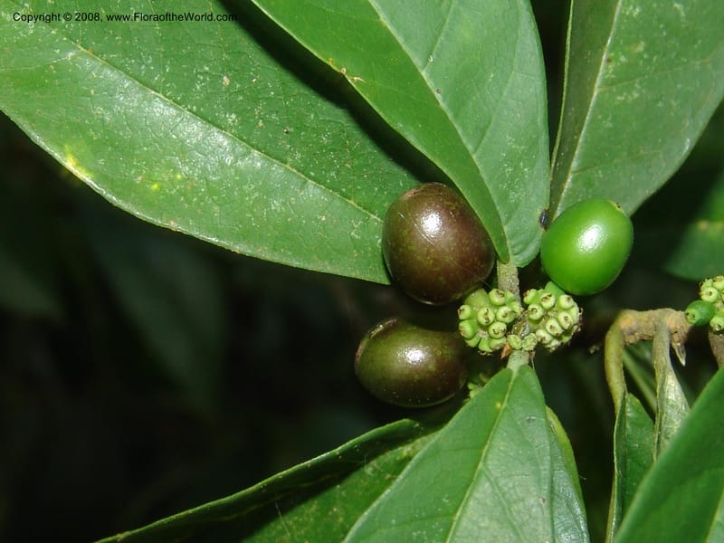 Sorocea sprucei, AAraujoM1576--Bolivia. Pq. Nac. Madidi. Laguna Chalalan. 26 Nov 04. 360.jpg