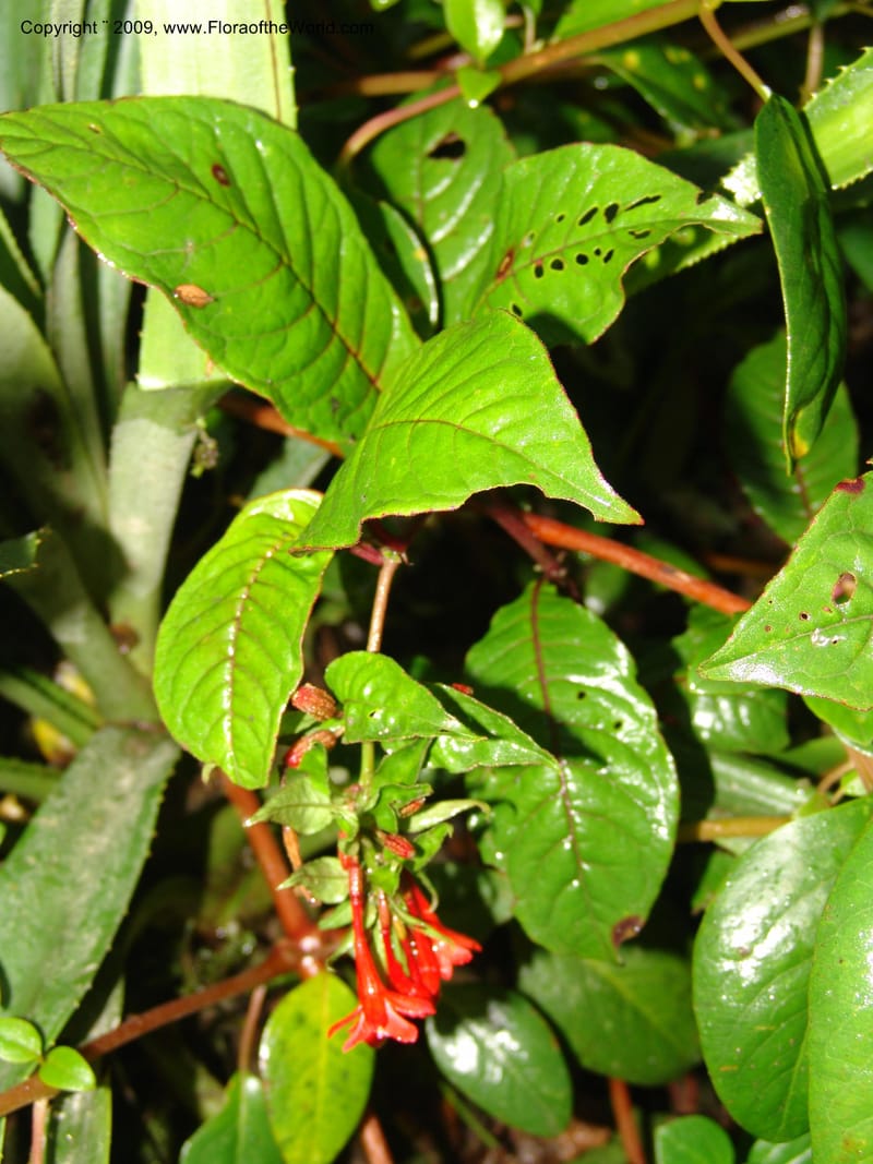 Fuchsia, DNeill16035--Ecuador. Prov. Zam. Ch. Podocarpus N. Pk. 26 Sep 07. 014.jpg