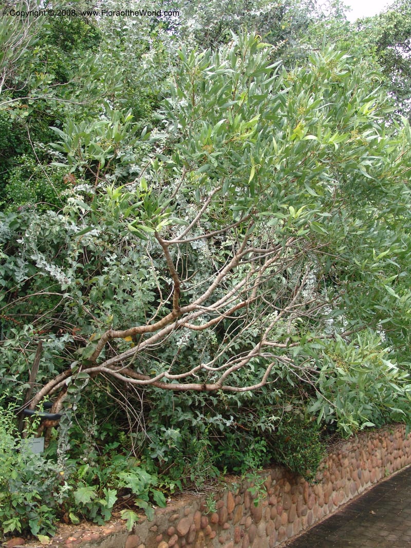 Rhus megalismontana ssp coddii--So.Africa. Lowveld Nat. Bot. Gard. 14 Mch 05. 171.jpg