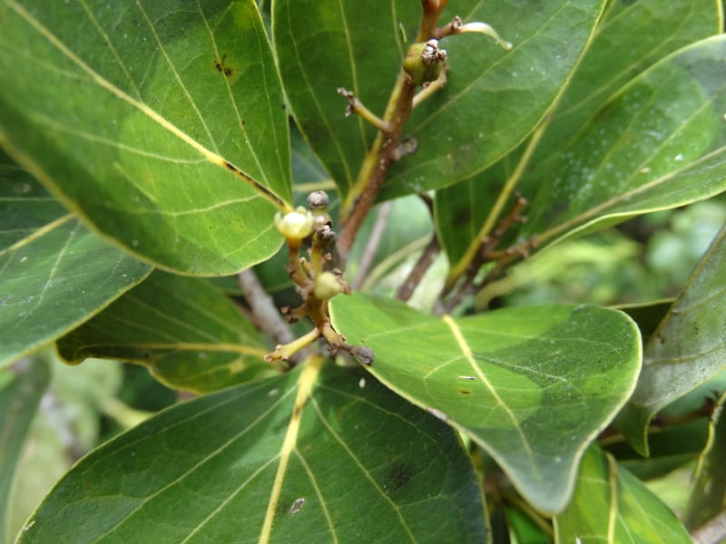 Cryptocarya, Munzinger, J 7347--Fiji. Delaikoro Mtn. 3 Nov 2015. DSC08393 (261).JPG