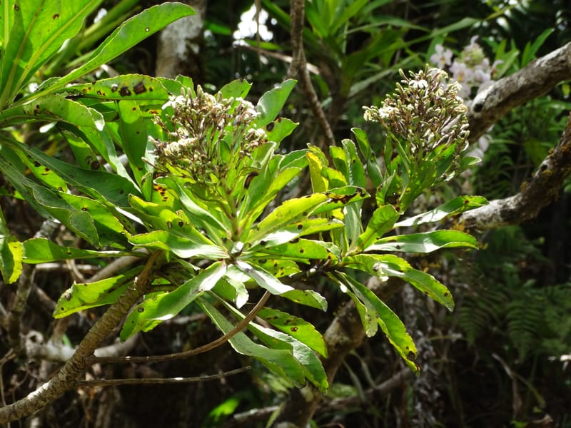 Scaevola floribunda, Lowry, P 7328--Fiji. Delaikoro Mtn. 3 Nov 2015. DSC08393 (185).JPG