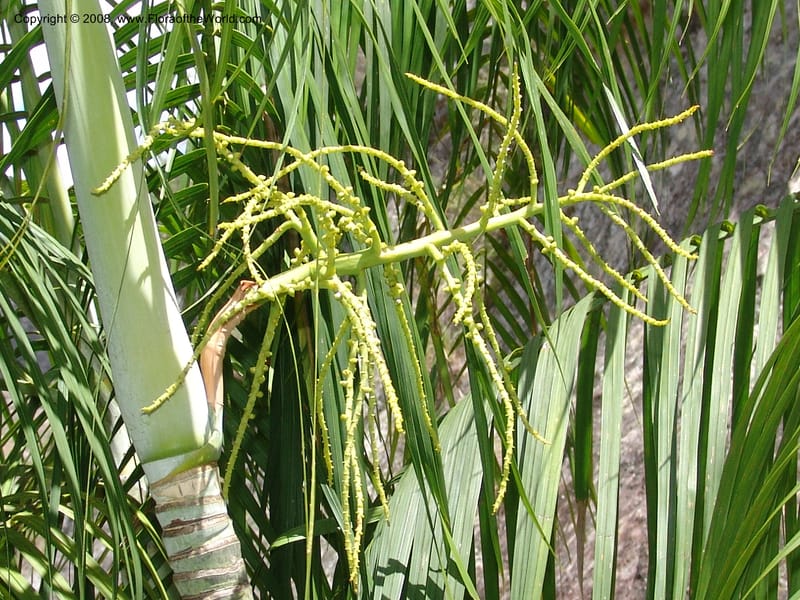 Dypsis, not coll.--Madag. Prov. Fianar. Parc Nat. Isalo. 12 Jan 06. 257.jpg