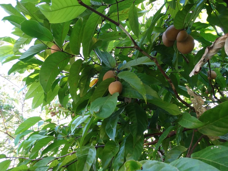 Atuna racemosa, Munzinger, J 7370--Fiji. Wailevu Rd. 6 Nov 2015. FDSC09813 (1).JPG