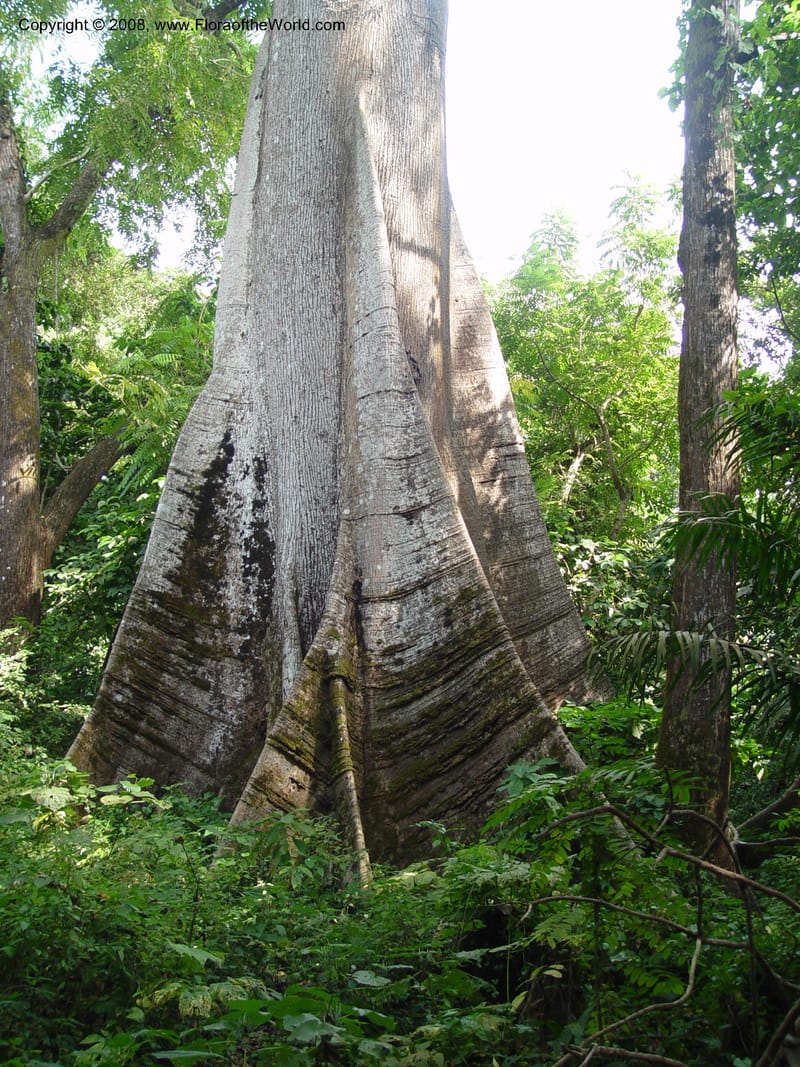Ceiba pentandra--Cameroon. Limbe Botanic Garden. 7 Dec 03. 105.jpg