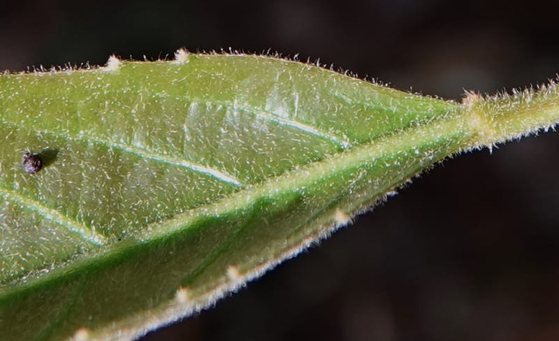 Aporosa dioica, D. Boufford 44137--China. Yunnan. Pu Wen to Da Du Gang on G213. 4 May 2018. DSC01724 (179).JPG