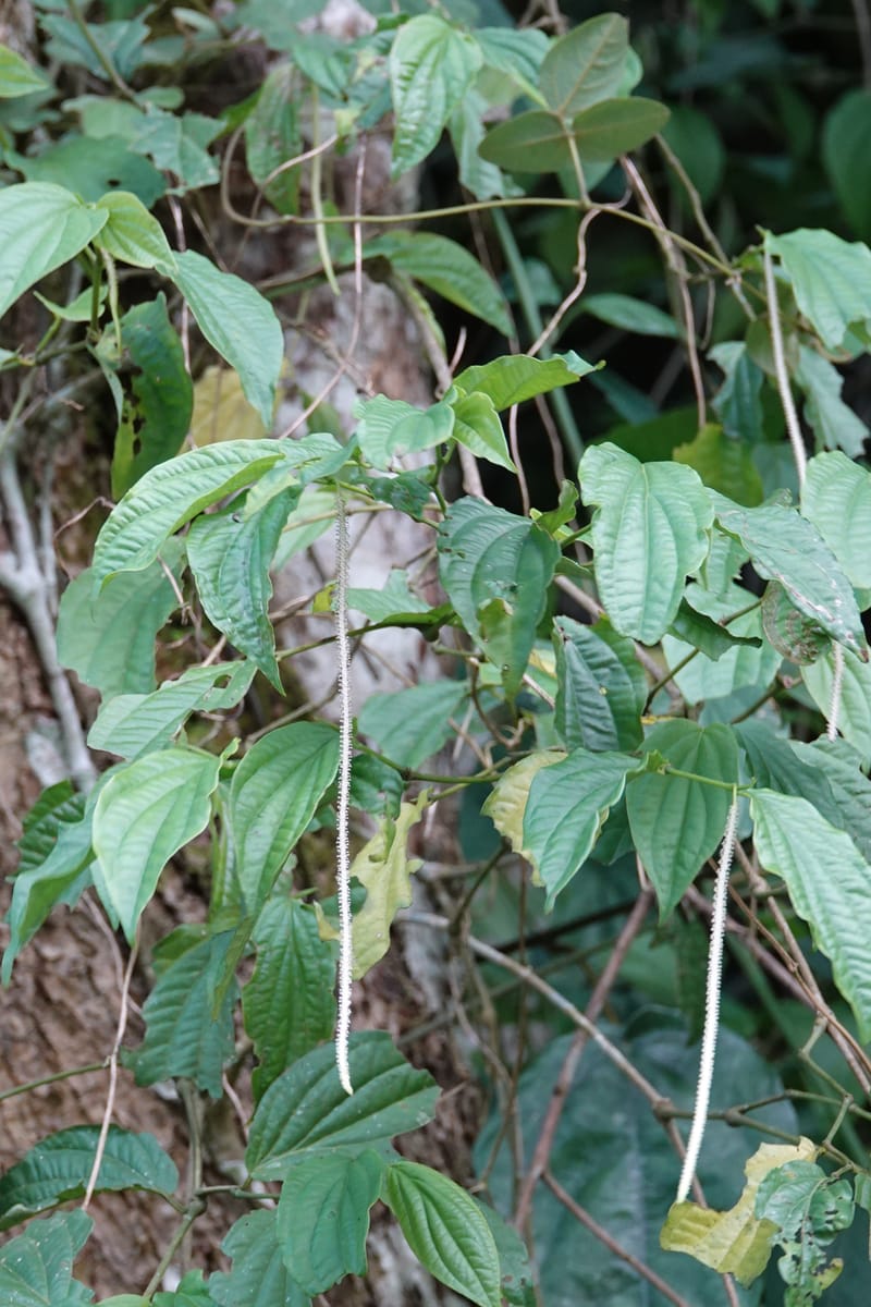 Piper bonii, D. Boufford 44107--China. Yunnan. Lao jun Shan. 30 Apr 2018. DSC00424 (385).JPG