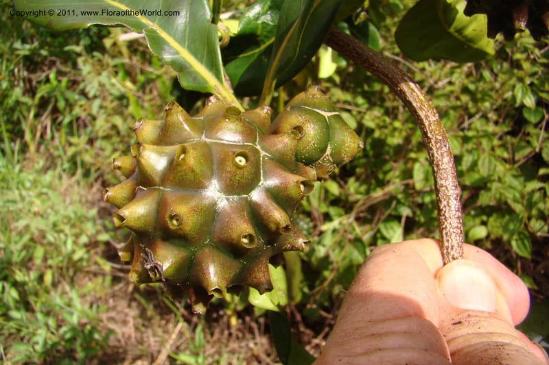 Morinda rigida, Razafindraibe 207--Madagascar. Prov. Fianarantsoa. RN 12. 14 Jan 09. 274 (15).jpg