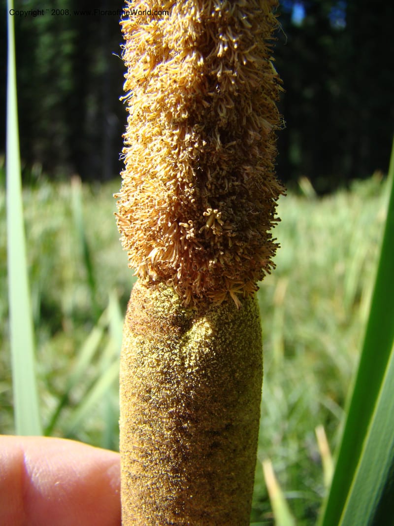 Typha latifolia, CDavidson11316--ID. Valley Co. Ponderosa State Park, Payette Lake. 6 Sep 08. 064.jpg