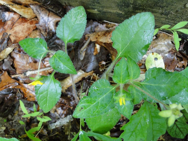 Chrysogonum virginianum, Mori, S 27435, USA, North Carolina, Durham County, Duke Forest, Gate 26 New Hope Drainage, 24 May 2010 (3).JPG