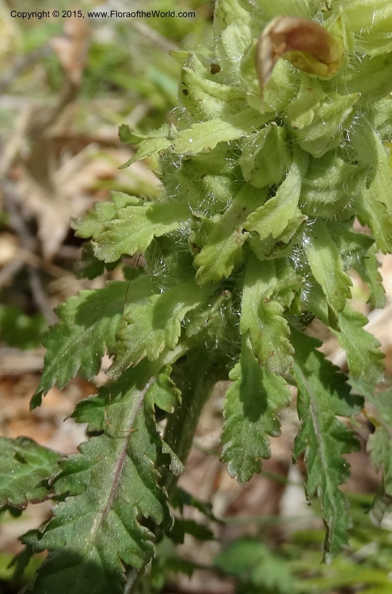 Pedicularis canadensis, Davidson, C 12963--North Carolina. Trans. Co. NC 215 and BRP. 12 May 2015. DSC04292 (46).JPG