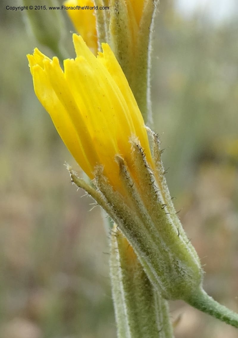 Crepis atribarba, Davidson, C 12597--ID. Idaho Co. Seven Devils Camp Ground. 15 Jul 2014. DSC00113 (296).JPG