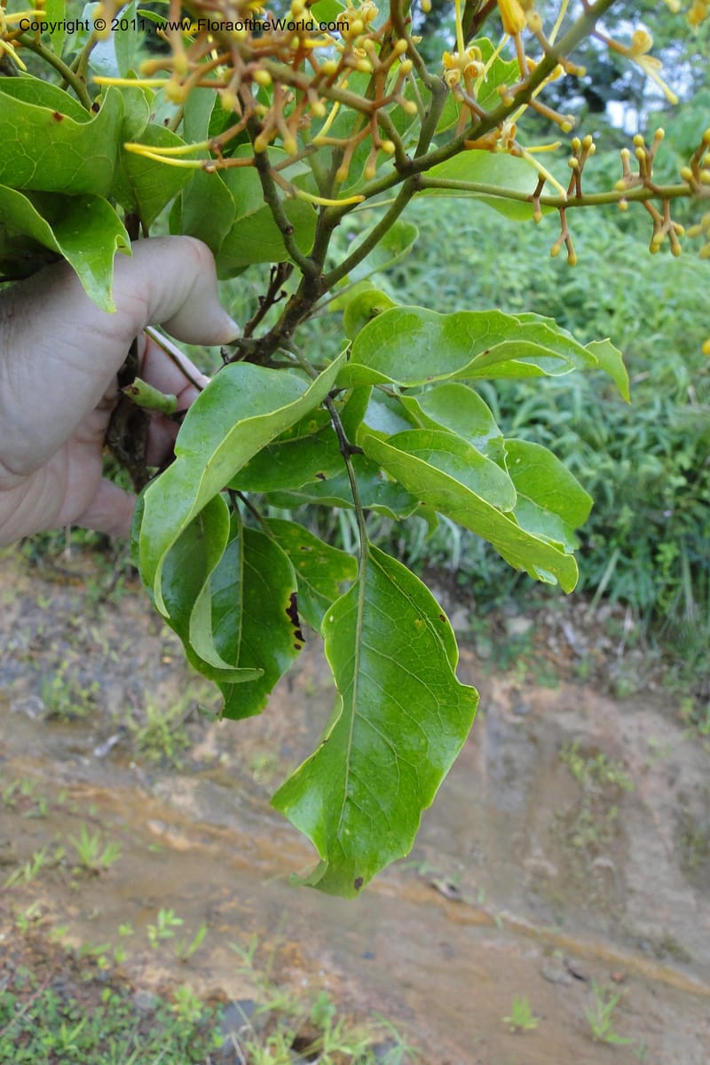 Turrillia vitiensis, M. Tuiwawa 4930--Fiji. Area of Monasavu Dam I. 9 Feb 2011. 312 (32).jpg