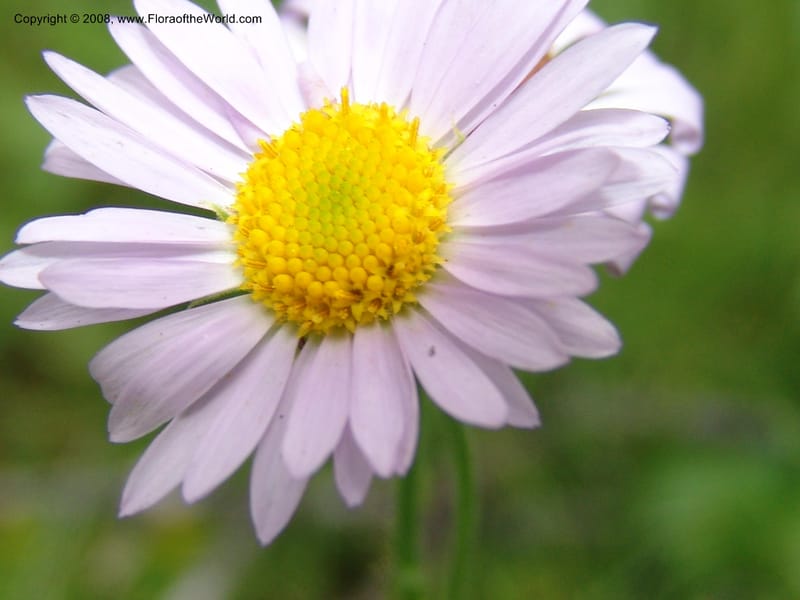 Erigeron peregrinus, CDavidson11118--ID. Adams Co. For. Serv. Rd. 453, to Goose Lk. 20 Jul 07. 210.jpg