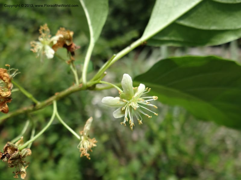 Actinidia callosa var. discolor, Li Pan 1205270--China. Zhejiang Prov. Shunxi Village. 28 May 2012. DSC00347 (97).JPG