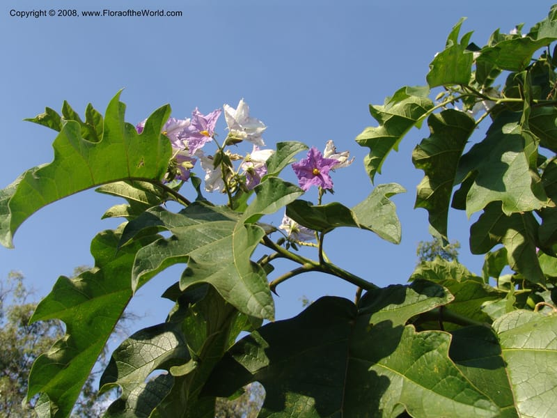 Solanum--Uganda. Crater Lakes region, Ndali lodge, S of Fort Portal. 4July 04. 018.jpg