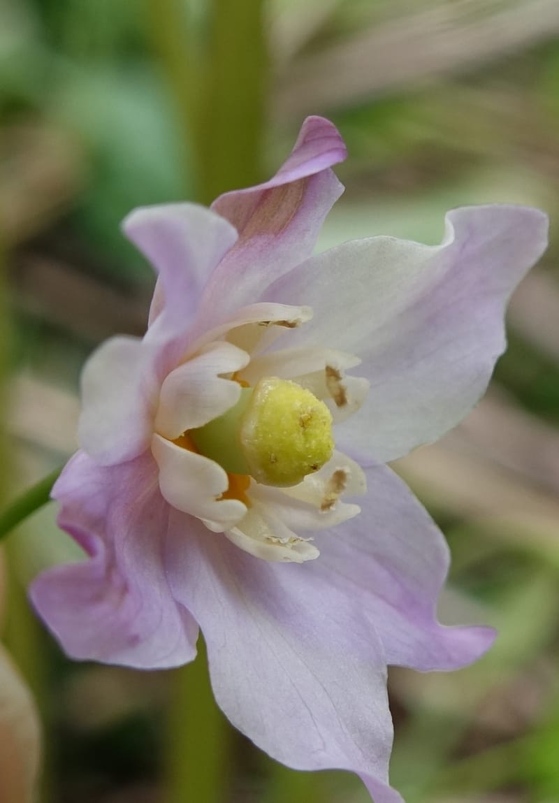 Ranzania japonica--Japan. Myoko Kenmin-no-mori. Hiuchiyama Trial. 27 May 2016.  (152).JPG