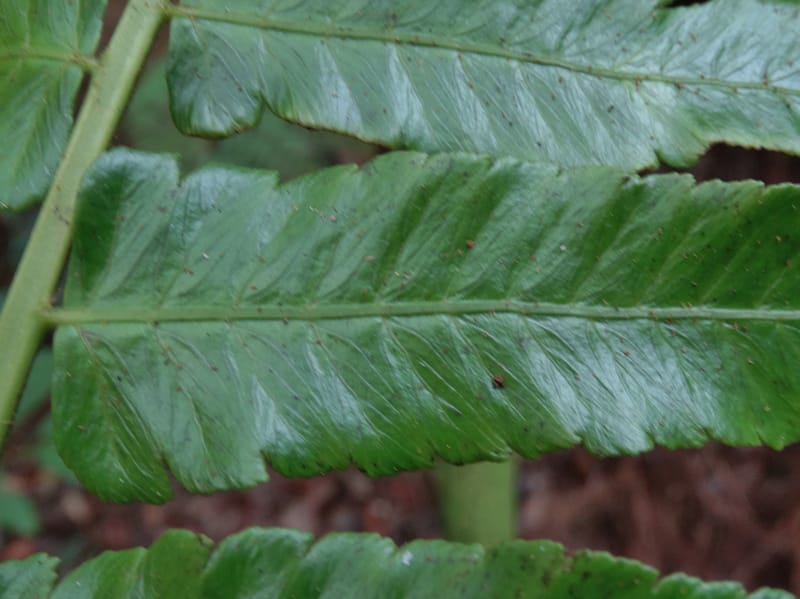 Diplaziopsis javanica, Munzinger, J 7402--New Caledonia. Haute Robinson. 11 Nov. 2015. DSC00909 (302).JPG