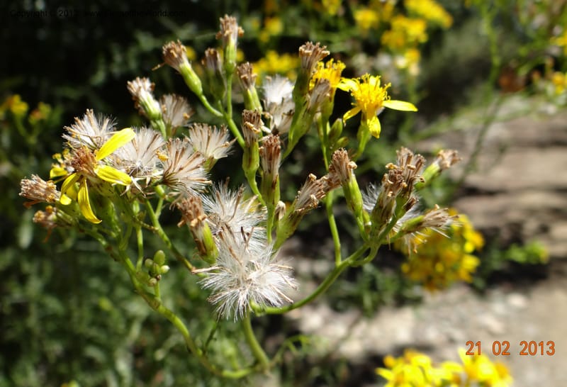 Senecio glaber, W. D. Stevens 34159--Chile, PN Siete Tazas. 21 Feb 2013  99374 (10).JPG