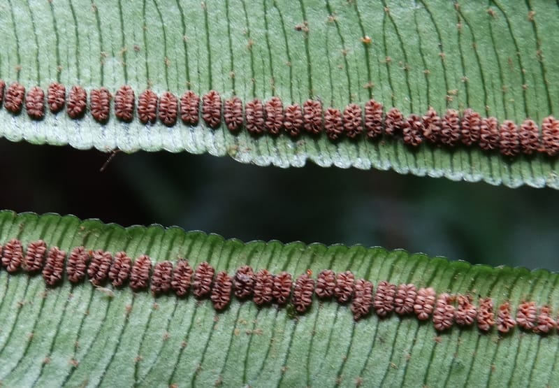 Angiopteris, Munzinger, J 7403--New Caledonia. Haute Robinson. 11 Nov. 2015. DSC00909 (325).JPG