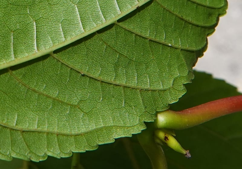 Acer davidii subsp. davidii, D. Boufford 44106--China. Yunnan. Lao jun Shan. 30 Apr 2018. DSC00424 (418).JPG