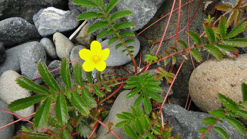 Potentilla anserina, C. Davidson 11781--CA. Humboldt Co. Trinidad State Beach. 18 August 2010. 081 (22).jpg