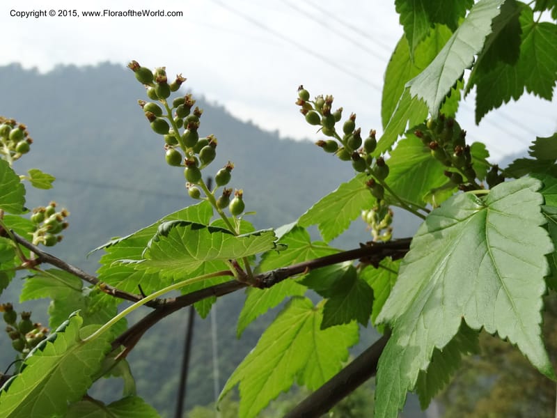 Ribes, Boufford, D 43667--China. Sichuan. GuoBaYan, HanBaiYu Shan. 12 May 2014. DSC05373 (234).JPG
