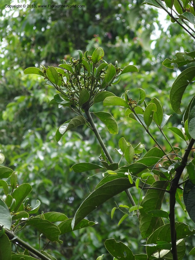 Aralia, SAN.153245--Malaysia, Sabah. Tawai For. Res. 9 Apr 2012. DSC07890 (72).JPG