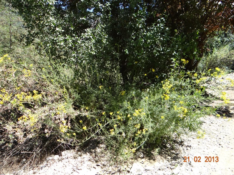 Senecio glaber, W. D. Stevens 34159--Chile, PN Siete Tazas. 21 Feb 2013  99374 (2).JPG