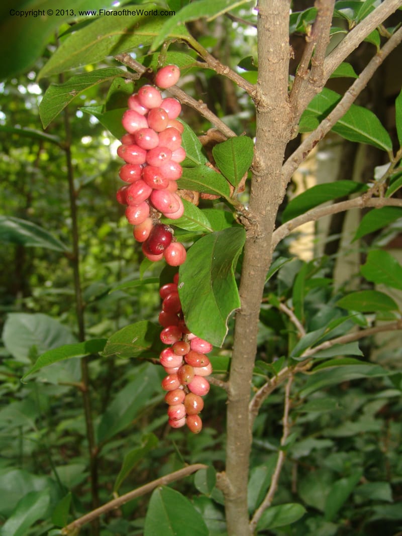 Antidesma voegelianum--So.Africa. Mpumal. Karino. Whyte Thorne. 19 Mch 05. 221.jpg