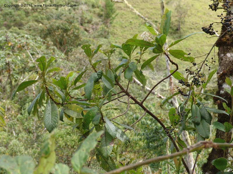 Saurauia, Vasquez31456--Peru. Prov. Oxa. Parq. Nac. Yanachaga Chemillen. 12 Oct 06. 090.jpg