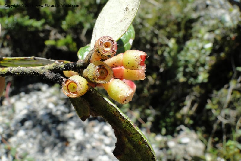 Cavendishia, Ulloa 2093--Ecuador. P. N. Sangay. 6 June 2011. 091 (8).jpg