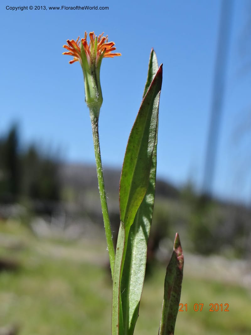Agaseris aurantiaca, Davidson, C 12060--USA, Idaho, Valley Co., 21 July 2012  2806 (26).JPG