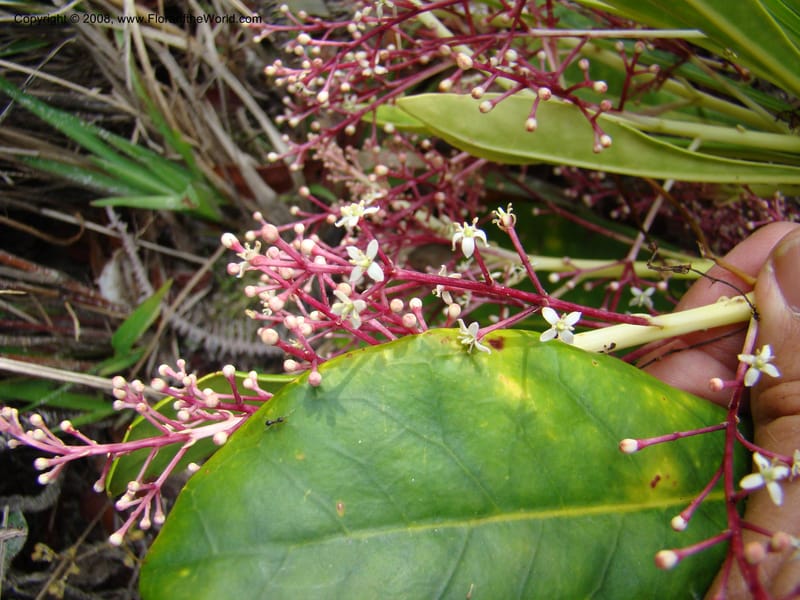 Phelline, GBarriera131107-21--New Caledonia. Mandjelia. 13 Nov 07. 233.jpg