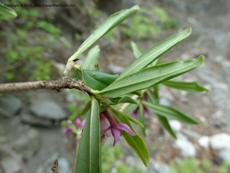 Daphne, Boufford, D 43616--China. Sichuan. ShaShiDuo. 8 May 2014. DSC04232 (36).JPG