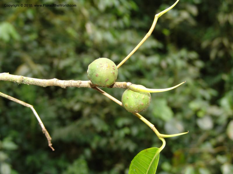 Ficus, Croat 95844--Ecuador. Maquipucuna Biol. Res. Send. del Rio. 13 Mar 06. 375 (3).jpg