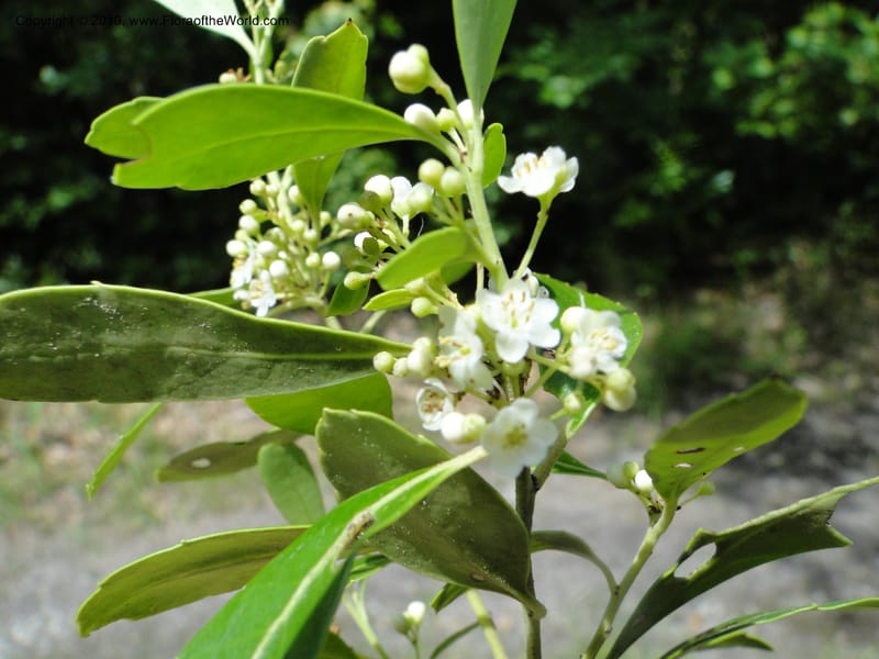 Ilex glabra, Mori, S 27396, USA, North Carolina, Johnson Co., Hwy 50, 3 km SE of Benson, 21 May 2010 (14).JPG
