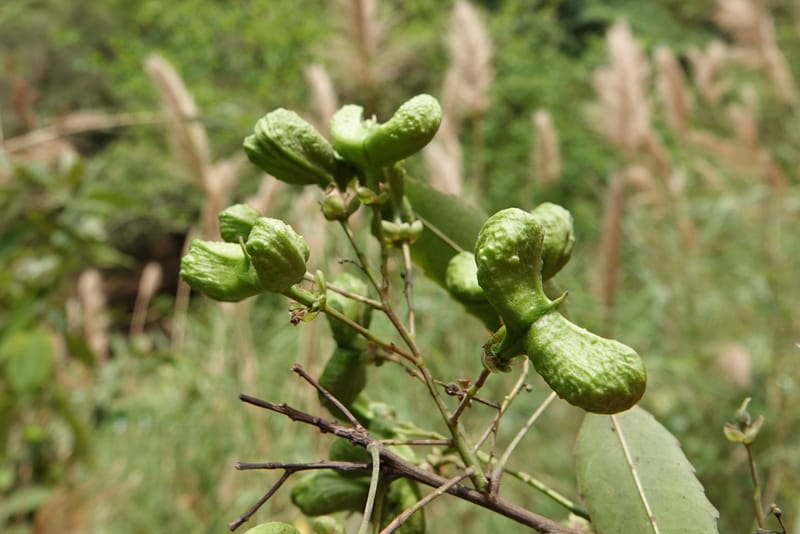 Delavaya toxocarpa, D. Boufford 44087--China. Yunnan. Xinshao Village. 28 Apr 2018. DSC00001 (4).JPG