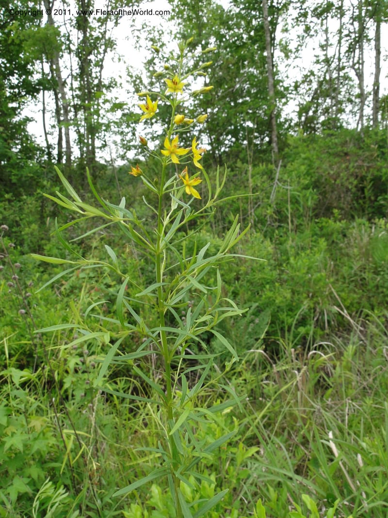 Lysimachia loomisii, Mori, S 27420, USA, North Carolina, Jones County, 10.5 miles from junction with Hwy 58, E of Maysville, 23 May 2010.JPG