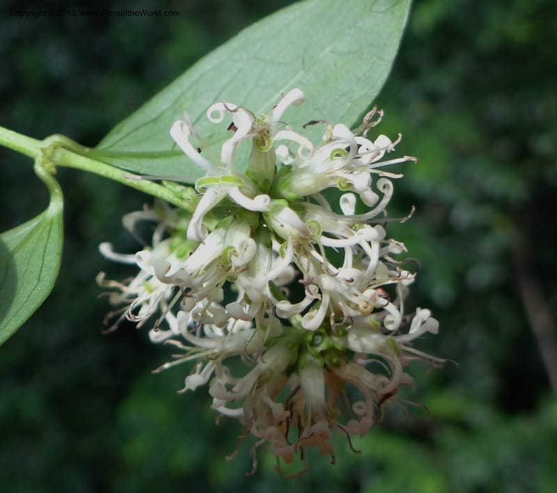 Hedyotis, VC 5667--Thailand. Trang. Peninsula Bot. Gard. Thungkhai. 17 Nov 2012. DSC00231 (8).JPG