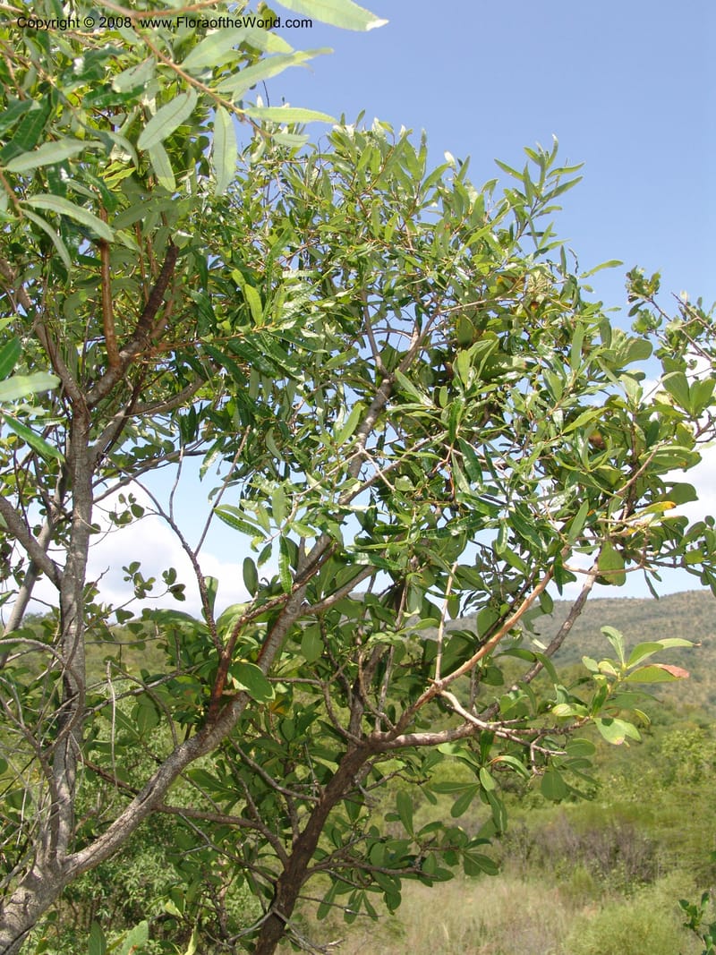Pavetta schumanniana--So.Africa. Mpumal. twd Rietfontein. 16 Mch 05. 365.jpg