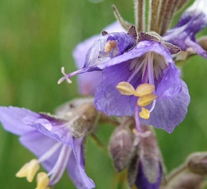 Polemonium occidentale, C. Davidson 13641--ID. Fremont Co. Duck Cr. Ranch. 16 Jun 2017. DSC01937 (92).JPG