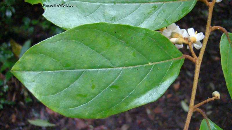 Styrax nicaraguensis,WDS#27263,Nicaragua,Matagalpa,La Selva Negra,16June2008 146.jpg