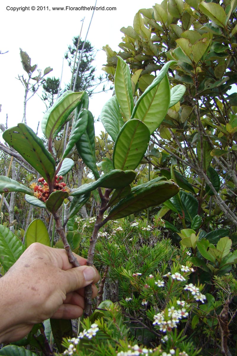 Austrobuxus montis-do, M. Callmander 792--New Caledonia. Mont Dore. 20 Jan 2010. 001 (44).jpg