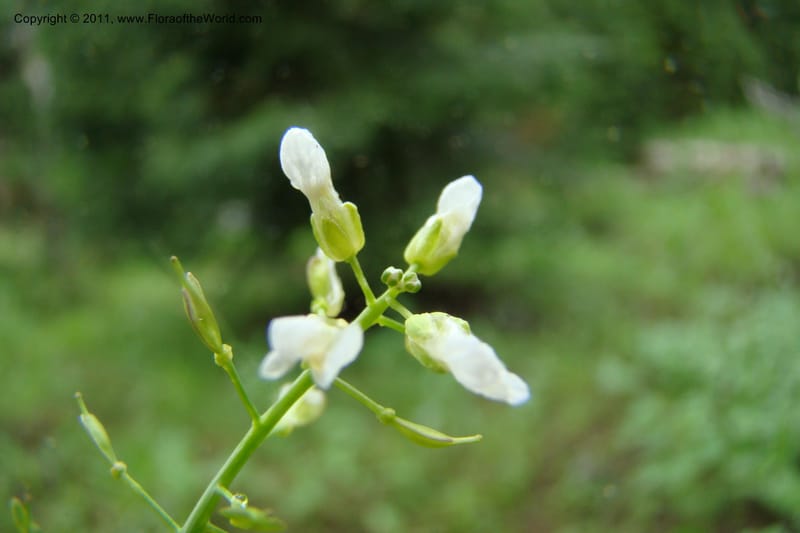 Thlaspi fendleri, C. Davidson 11425--Idaho. Adams Co. Smokey Boulder Rd. 6 June 2009. 134.jpg