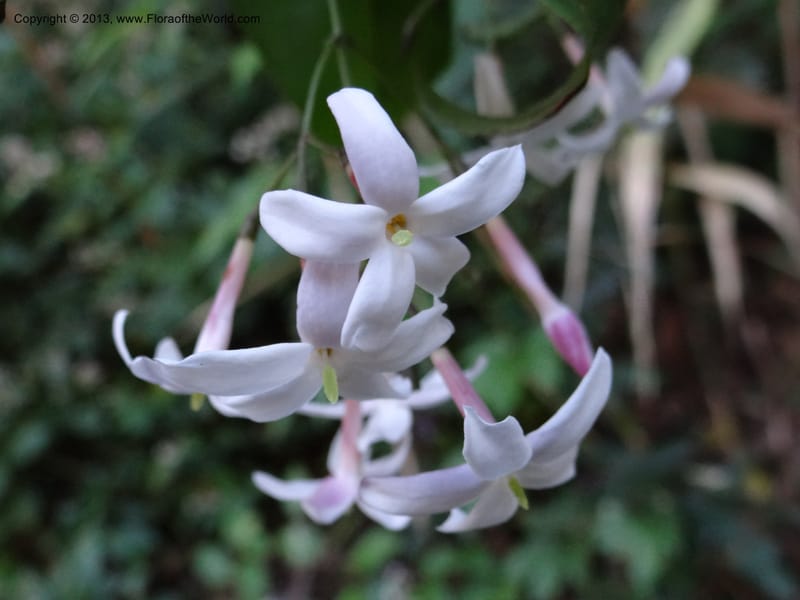 Jasminum, VC 5507--Thailand. Chiang Mai Prov. Doi Inthanon Nat. Park. 9 Nov 2012. DSC08004 (8).JPG