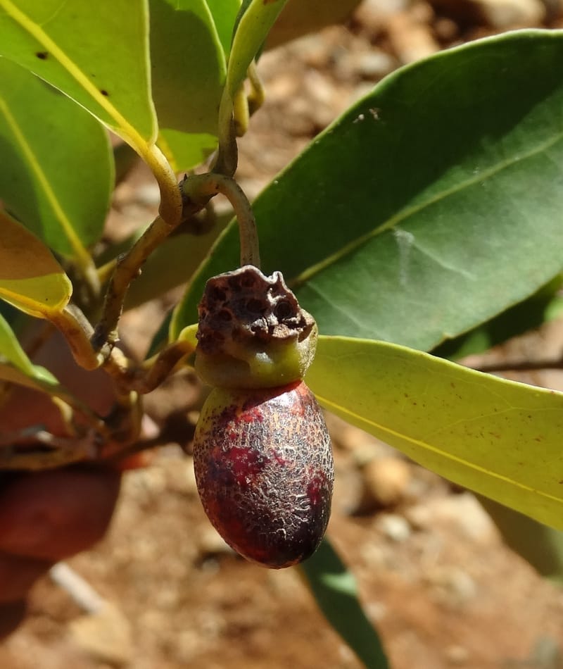 Hedycarya, Lowry, P 7426--New Caledonia. PinPin. 20 Nov 2015. DSC03938 (304).JPG