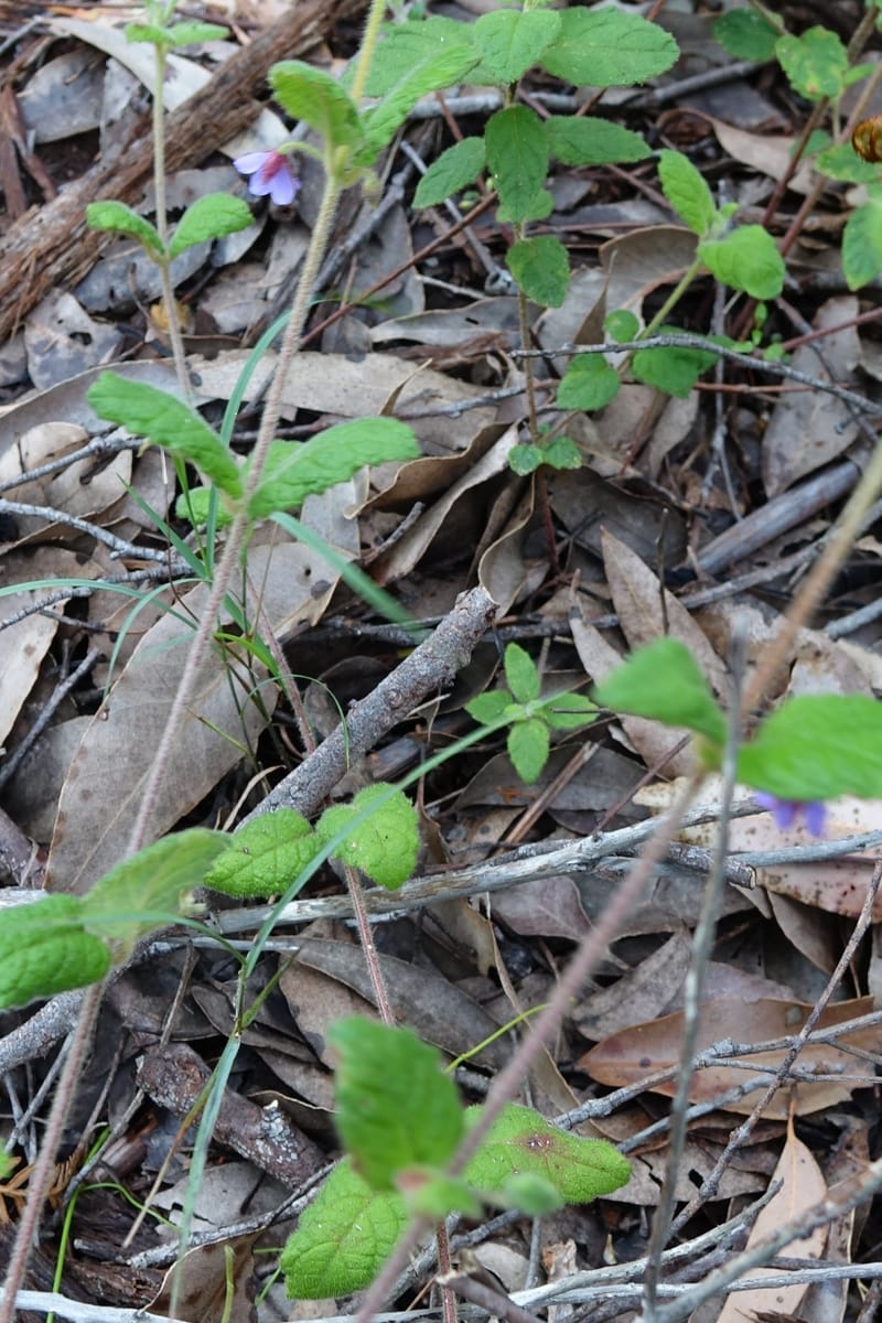 Tremandra stelligera, Davidson, C 13511--Australia. W.A. Valley of the Giants Rd. 29 Oct 2016. DSC06689 (94).JPG